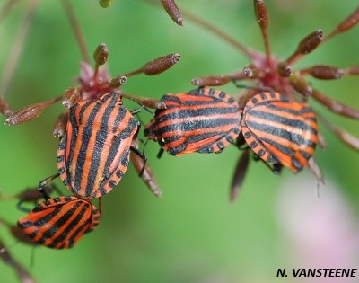 Graphosoma lineatum